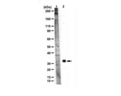 PEPCK Rabbit anti-Human, Polyclonal, MilliporeSigma 100 &mu;g;Unconjugated:Antibodies,